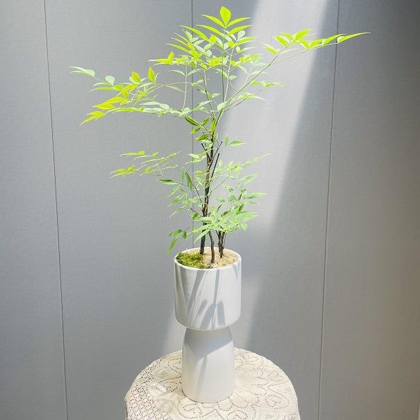 南天竹绿植盆栽常绿小灌木植物室内花卉鲜切枝吊钟马醉木平替植物