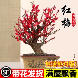 红梅花盆栽树苗室内外阳台花卉，庭院地栽四季耐寒植物老桩盆景腊梅