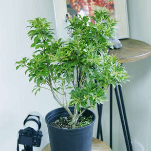 日本进口马醉木植物盆栽苗绿植带根土培树苗鲜切枝条树枝观花