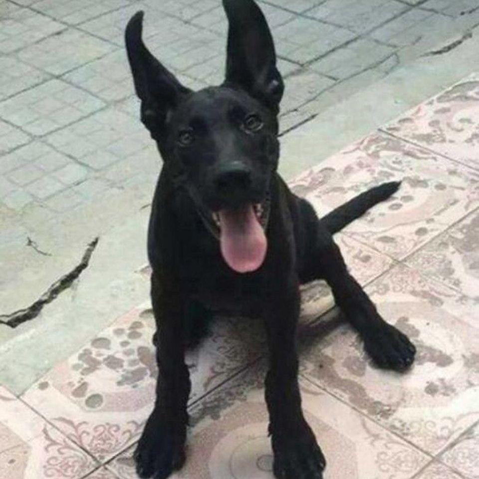 黑狼幼犬忠诚猛犬猎犬看门狗活物大骨架黑色正宗高智商大型犬全黑
