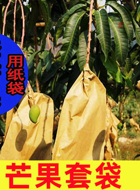 芒果芒果水果白色其它园艺用品