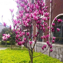 玉兰花树苗庭院种植紫白玉兰花树苗当年开花耐寒苗木南北地栽盆栽