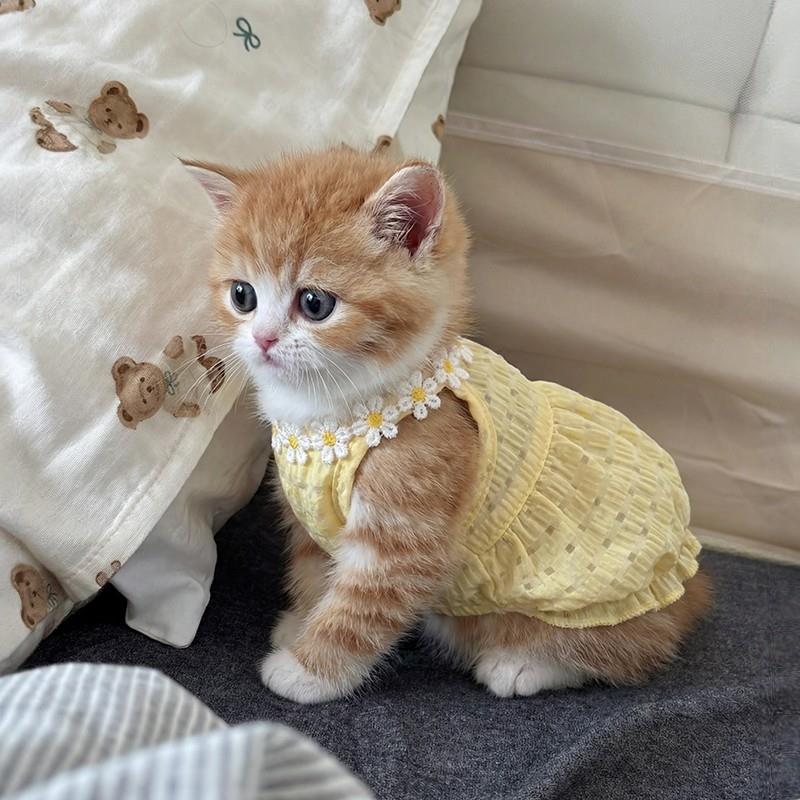 猫衣服防掉毛夏季薄款洋装德文猫布偶猫宠物狗狗衣服新款透气