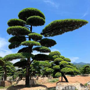罗汉松庭院造型树老桩盆景迎客松真树黑松进口别墅罗汉松景观树