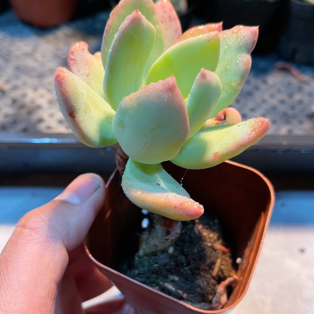 5多肉38包邮芒果美人6