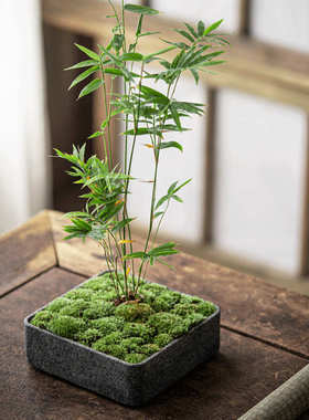 石头盆花盆家居新中式摆件微景观玄关桌面大理石整石雕刻花盆石盆