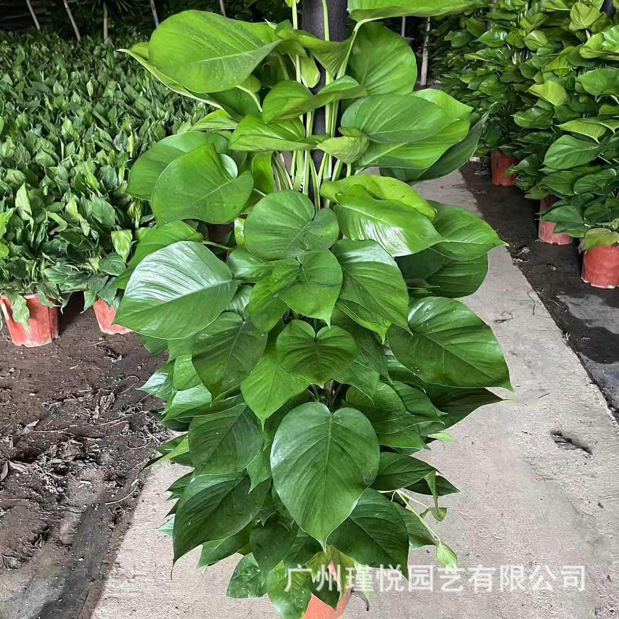 大9665柱叶绿萝盆厂办家栽公室绿植客厅净化空气植物真树绿化绿航
