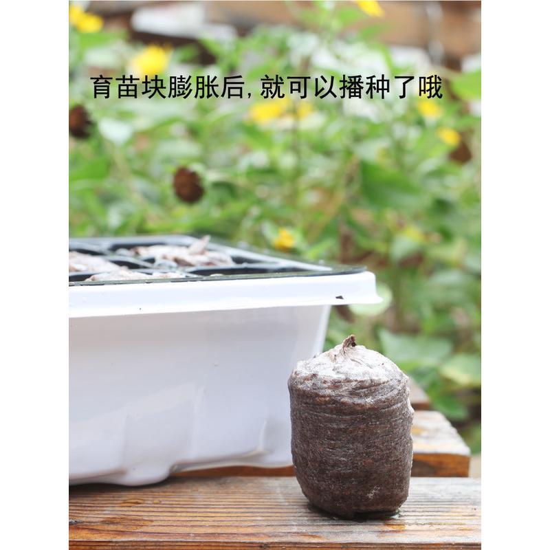 陌陌艺12孔塑料育苗箱育苗箱育苗盒穴保盘育苗块园保温湿育苗苗盆