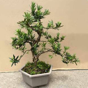 常植外阳台迎 绿一物青一拍造型罗汉松盆景树桩盆栽植物室OEJ四季