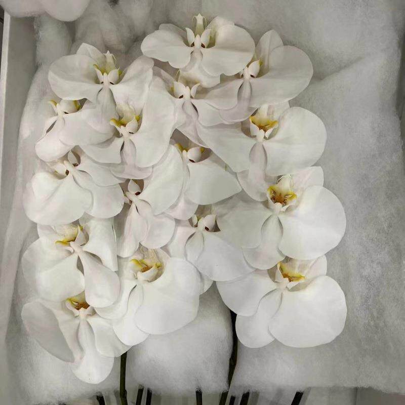 蝴蝶兰蝴蝶兰鲜兰花花花鲜花基地用直批婚庆布置店摆摊花社区货源