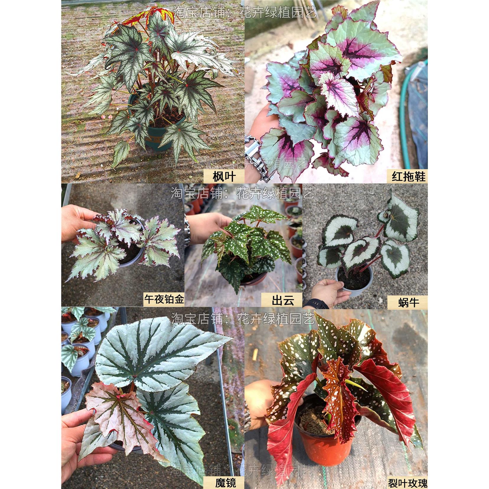 鳟鱼秋海棠盆栽室内绿植蟆叶竹节海威星空彩叶芋海芋观叶植物花卉