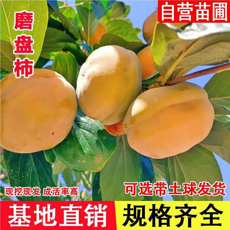 磨盘柿子苗树南北方种植特大脆甜柿子苗庭院地栽盆栽种植当年结果