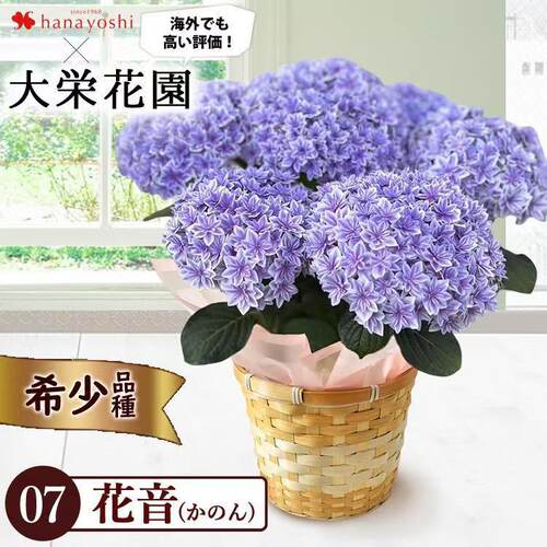 2025年新品绣球 花音 （绣球小院)绣球花12cm口径盆栽苗
