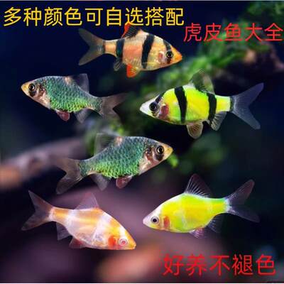 虎皮鱼观赏鱼热带鱼小型淡水好养易活鱼苗绿虎皮荧光虎皮翡翠虎皮