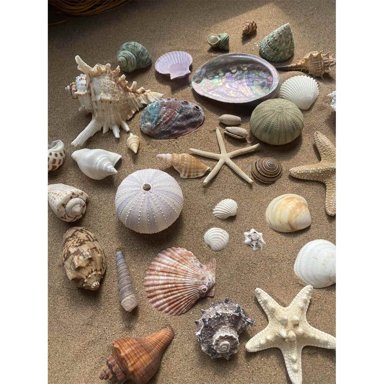 天然贝壳鱼缸造景小海螺壳手工装饰画标本卷贝鱼寄居蟹工艺品海星图片