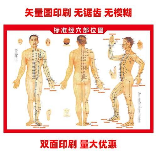 Acupuncture Points and Meridians Reference Chart - Vector Pr
