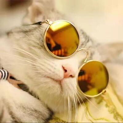 Cute Vintage Round Cat Sunglasses Dog Kitten Cat Accessories