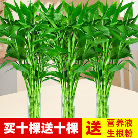 富贵竹水培植物水养客厅，节节高绿植箩观音竹子盆栽，鲜花卉室内绿萝