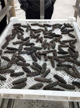 威海6匹海参高温热泵烘干机刺参空气能烘干设备一小时5度电