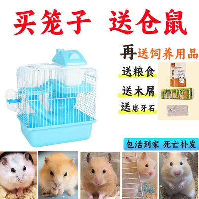买笼子送一祇仓鼠金丝熊活物银狐布丁小苍鼠活体已打疫苗家养宠物