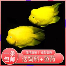 黄金财神鱼鹦鹉鱼热带淡水黄金鹦鹉起头财神招财元宝鱼包邮活体