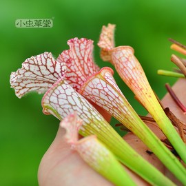 小虫草堂5直播瓶子草食虫植物食人花捕蝇草吃苍蝇盆栽庭院植物