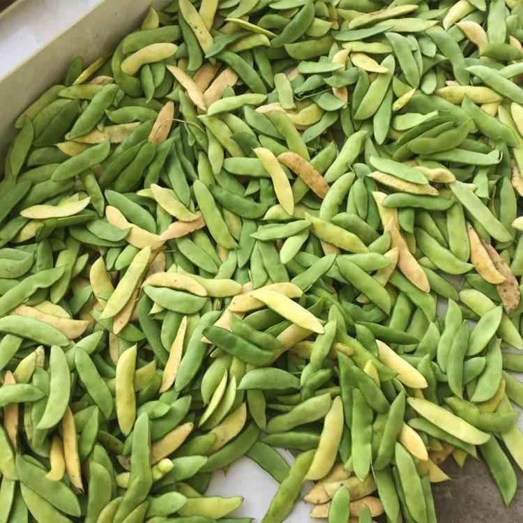 新鲜白芸豆洋扁豆当天采摘白豆农家自种剥壳真空白玉豆白扁豆