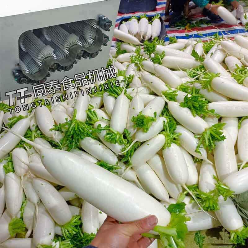 毛刷水洗式韩国白萝卜清洗机 全自动水果萝卜青萝卜清洗设备