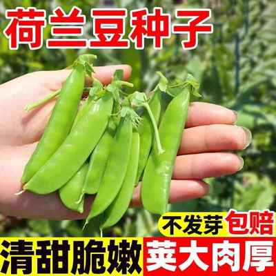 荷兰豆种籽种子何兰豆种孑高产四季豌豆苗豌豆荚种蚕豆菜籽尖蔬菜