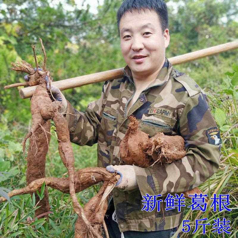 三清山葛根 新鲜葛江西农家现挖新鲜野葛根5斤包邮 可洗粉煲汤