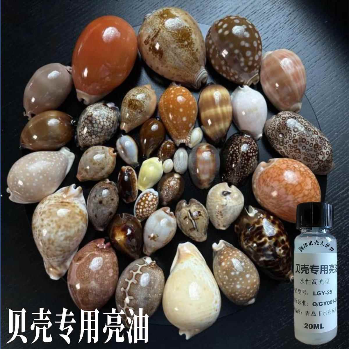 天然贝壳海螺专用亮油手工diy贝壳工艺品贝壳画相框制作增光高光