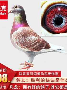 赛鸽公棚成绩鸽名家种鸽宠物活体信鸽绛鸽天落鸟纯种血统鸽包邮