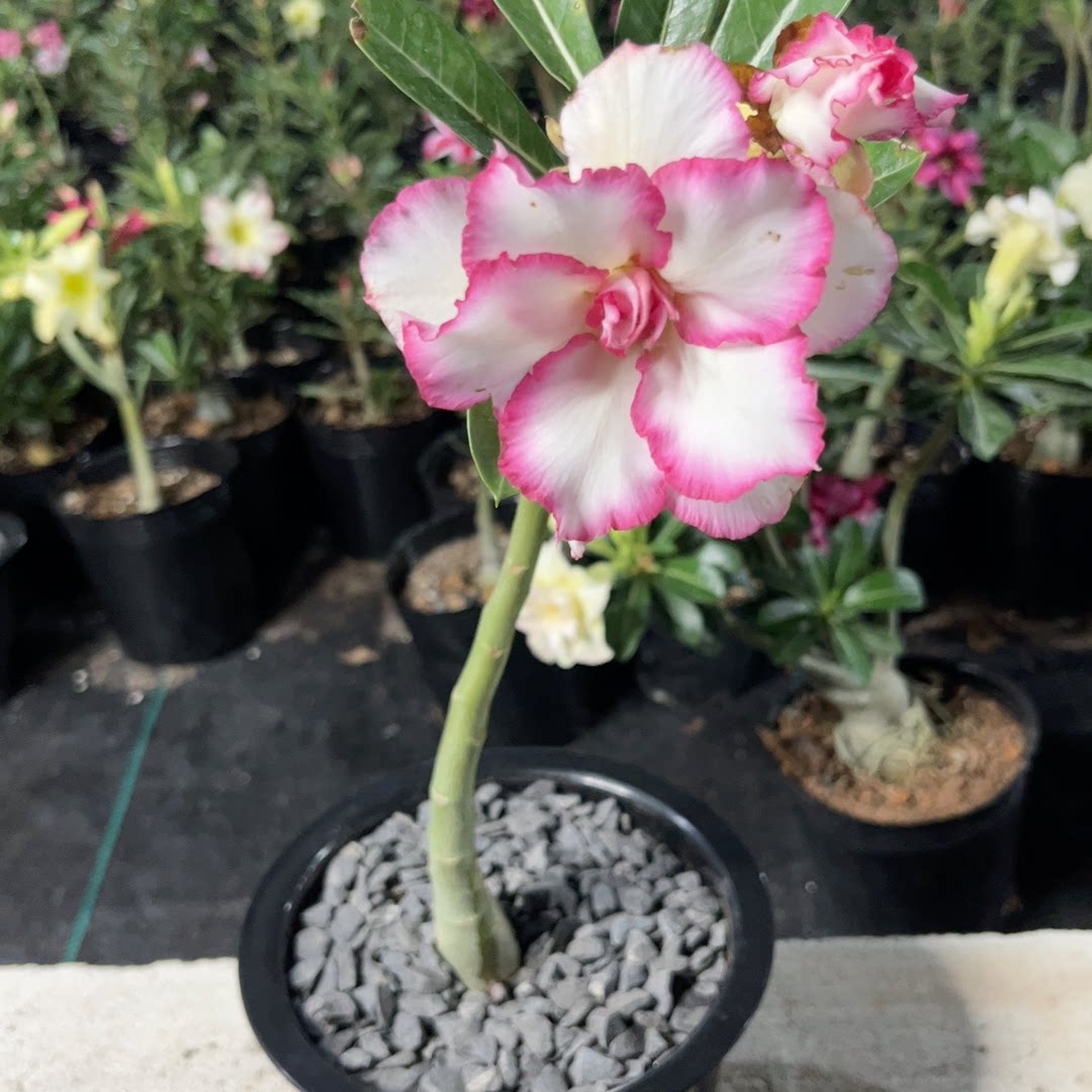 溪家美花沙漠玫瑰任你 实生蛋糕塔