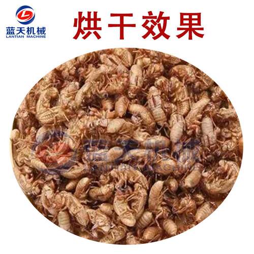 全自动蝉蜕干机商用型小蝉退LT-CTJ蝉衣烘烘能烤机智控温蝉壳烘干