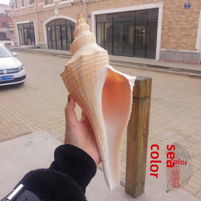 包邮天然超大海螺贝壳长香螺老角香螺公螺密道士号角收藏珊瑚稀有