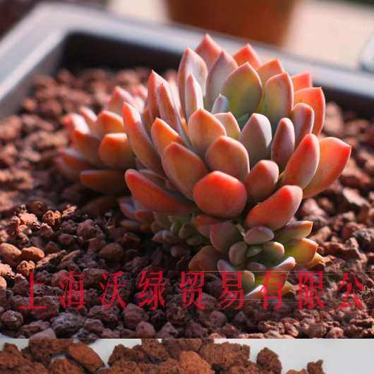 山石   ~肉20kg火批发36mm 火山岩多栽培红色基质,鲜花速递/花卉仿真/绿植园艺,介质/营养土,淘宝优惠券,粉丝福利购,淘宝优惠卷