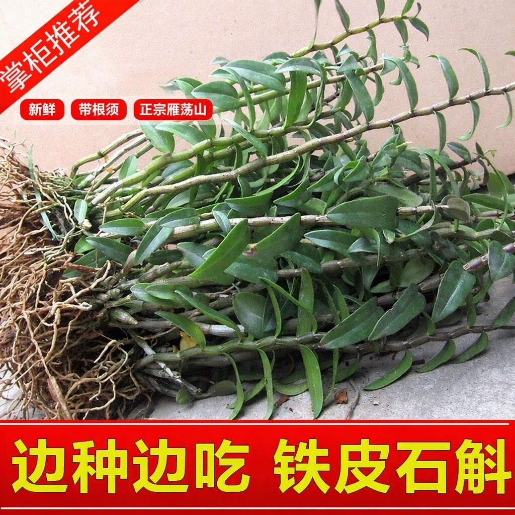 可食用铁皮石斛苗盆栽5一7月花季