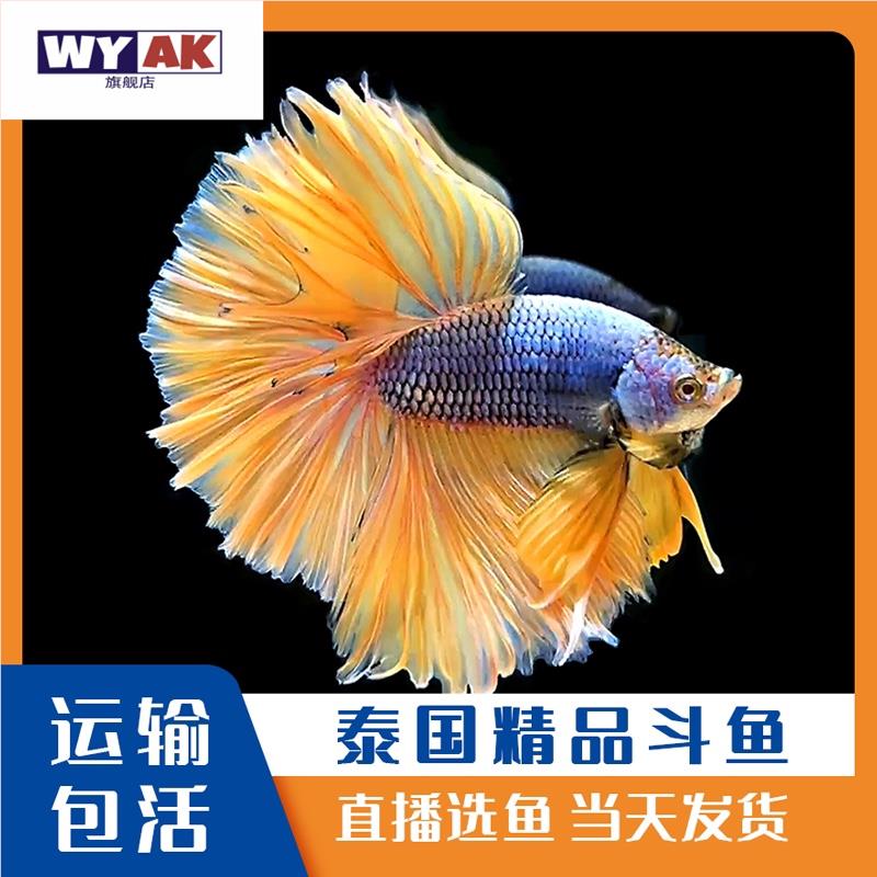斗鱼观赏鱼大号泰国半月大耳狮王马尾精品展示级淡水宠物直播选