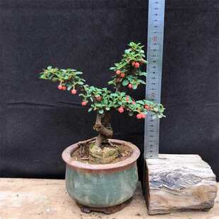 荀子盆栽造型矮霸小叶白花大果荀子盆景树苗室内桌面植物红果荀子