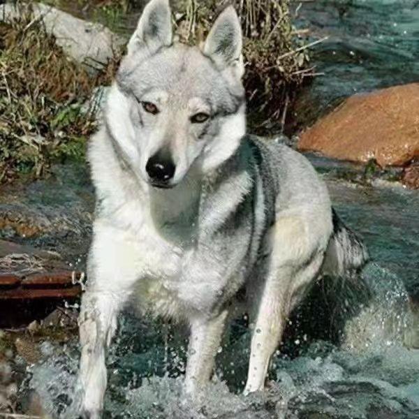 精品捷克狼犬狼王幼崽活的大型威猛便宜捷克狼狩猎猛犬狼包邮家养
