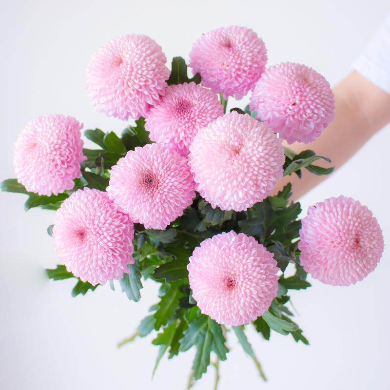 粉色乒乓菊鲜花云南直发室内插花水培真花花束花期长鲜切花菊花