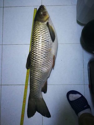 大家揭秘杰诺鱼竿质量怎么样,究竟杰诺鱼竿哪款好呀？