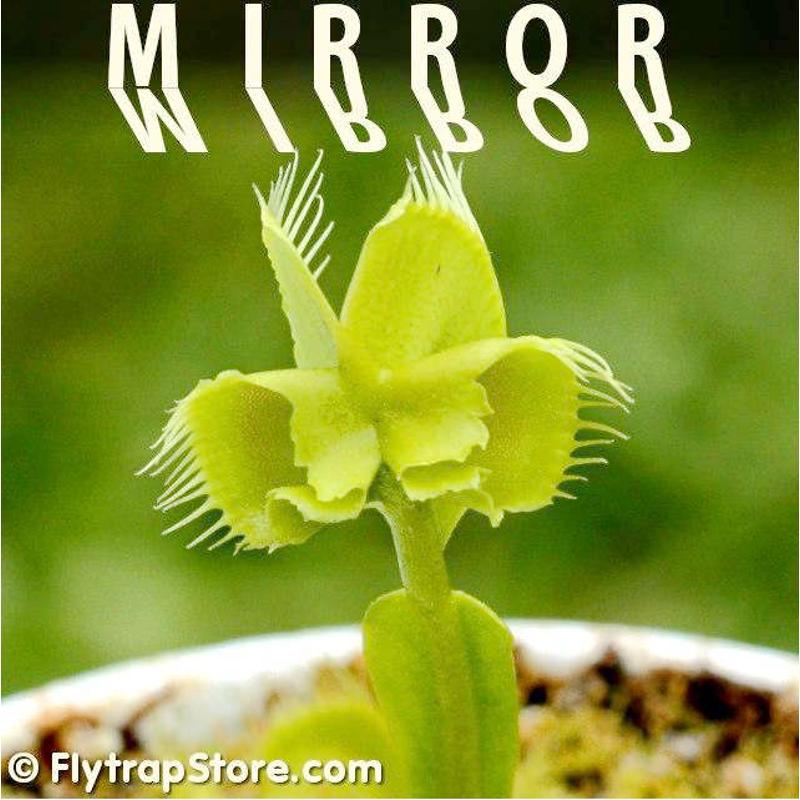 食虫植物 镜像捕蝇草  特色高端 捕蝇草Mirror