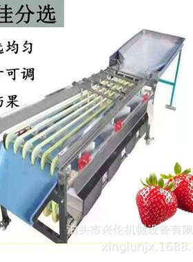 话梅选果机 青梅分级机 李子筛选机 草莓分拣机 小型水果分选机