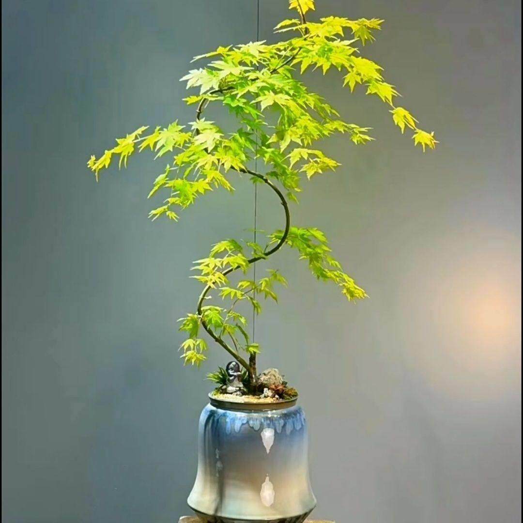 黄金流泉枫盆栽造型枫树室内办公室客厅绿植玄关茶桌盆景植物送礼