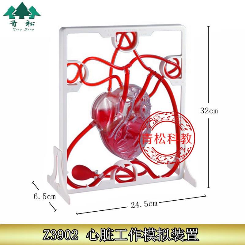 Z3902心脏工作模拟装置小学心脏血液循环模型教学仪器