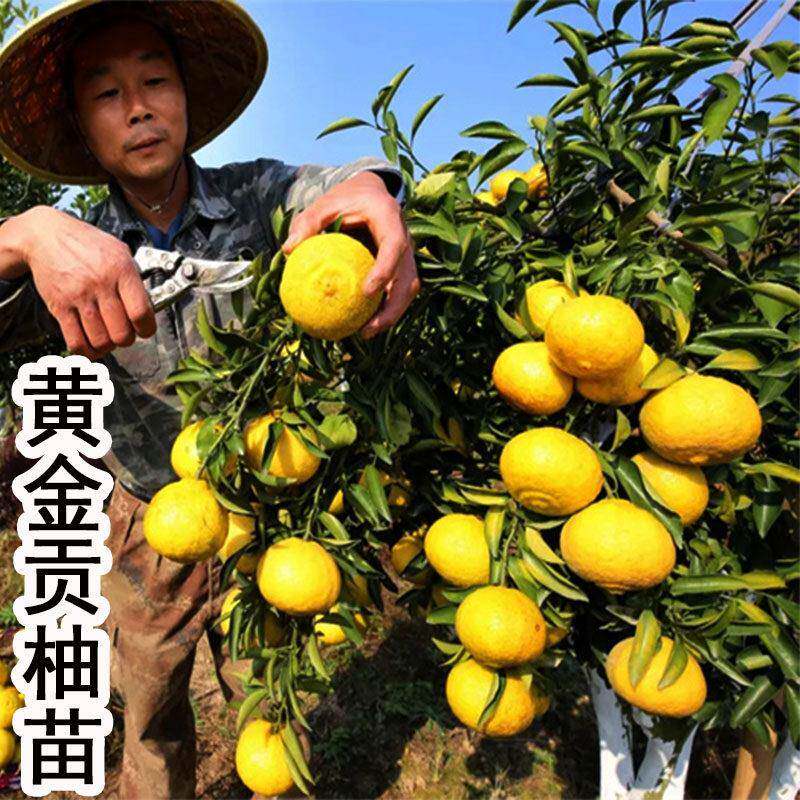 桔子树纯甜黄金贡柚水果树果苗南北方种植庭院大树苗盆栽橘子苗树