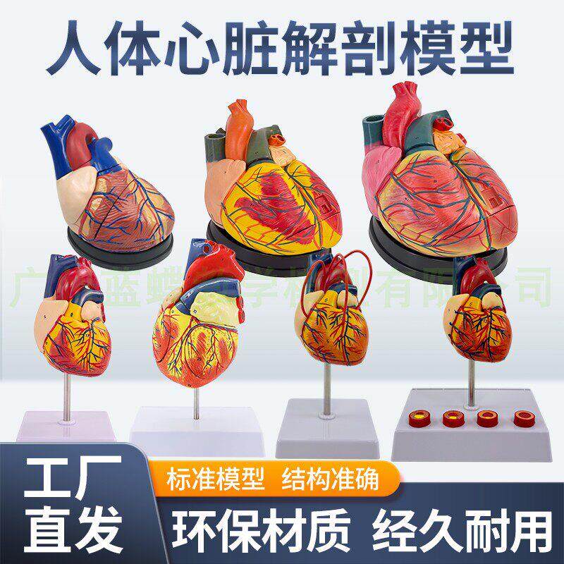自然模型教学模型心脏医学可拆卸1彷真1:解剖人体大模型标准心脏