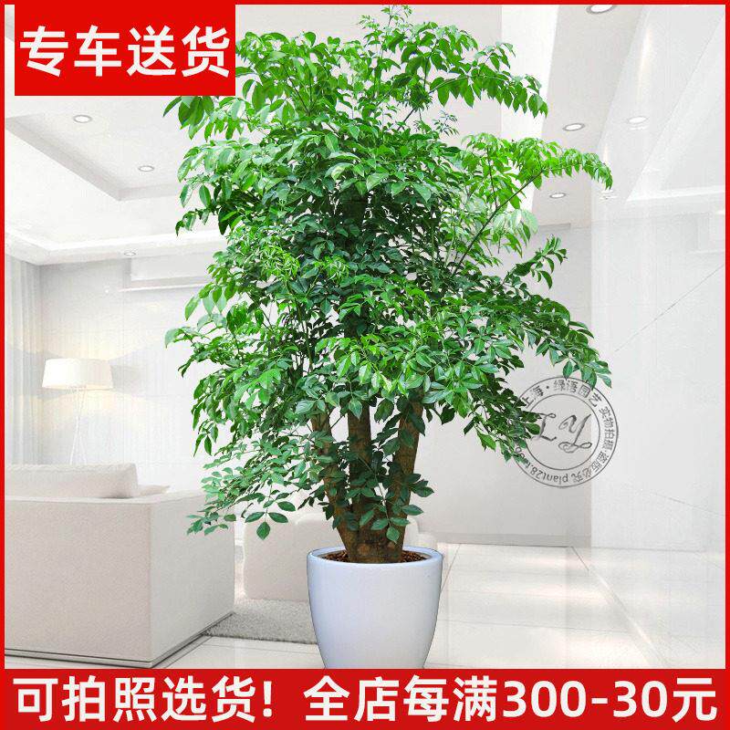 1.8~2.5米幸福树盆栽 植物办公室内花卉大树桩造型客厅大型绿植