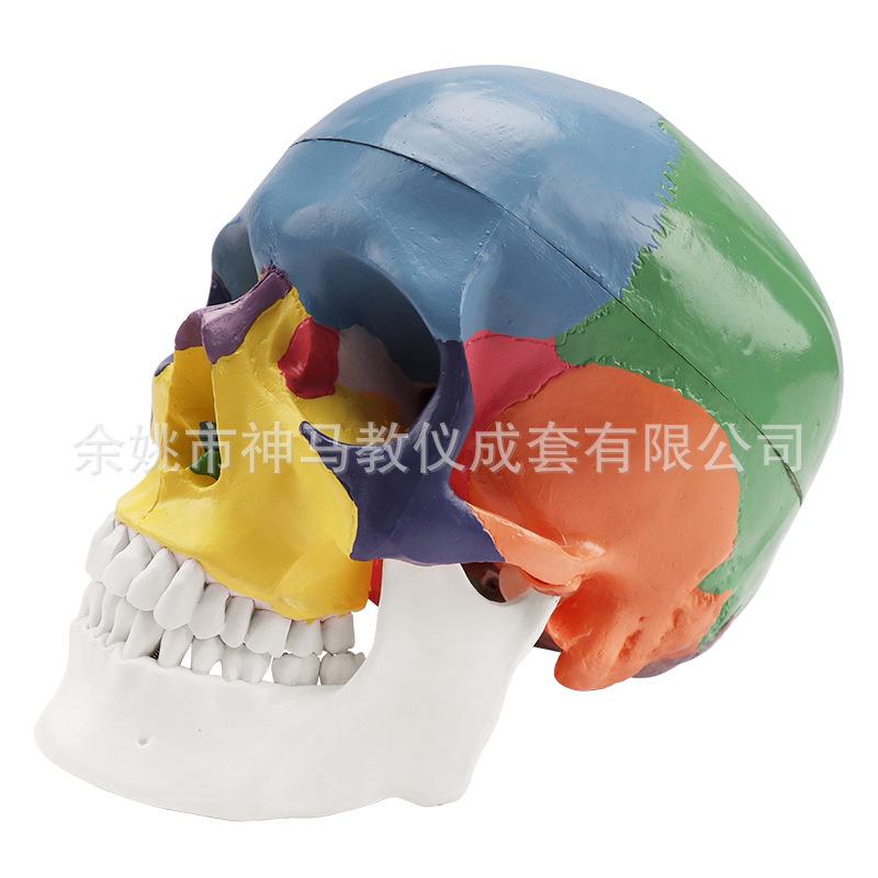 人体头颅骨自然大逼真模型彩色头骨下马可活动仿真模型功能区分